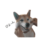 柴犬はるるちゃん②（個別スタンプ：5）