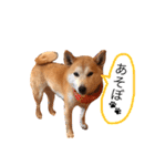 柴犬はるるちゃん②（個別スタンプ：6）