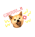 柴犬はるるちゃん②（個別スタンプ：7）