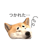 柴犬はるるちゃん②（個別スタンプ：8）