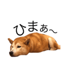柴犬はるるちゃん②（個別スタンプ：9）