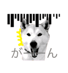 柴犬はるるちゃん②（個別スタンプ：10）