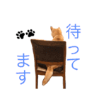 柴犬はるるちゃん②（個別スタンプ：11）