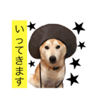 柴犬はるるちゃん②（個別スタンプ：12）