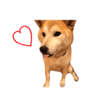 柴犬はるるちゃん②（個別スタンプ：14）