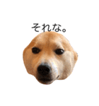柴犬はるるちゃん②（個別スタンプ：15）