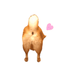 柴犬はるるちゃん②（個別スタンプ：16）