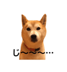 柴犬はるるちゃん②（個別スタンプ：18）
