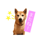 柴犬はるるちゃん②（個別スタンプ：19）