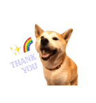 柴犬はるるちゃん②（個別スタンプ：20）