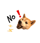 柴犬はるるちゃん②（個別スタンプ：21）