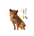 柴犬はるるちゃん②（個別スタンプ：22）