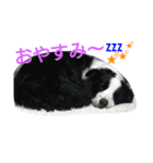 おとぼけボーダーマックス（個別スタンプ：1）