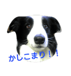 おとぼけボーダーマックス（個別スタンプ：3）
