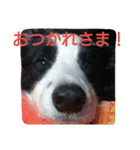 おとぼけボーダーマックス（個別スタンプ：7）