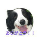 おとぼけボーダーマックス（個別スタンプ：8）