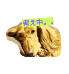 ケンシロウとりーり（個別スタンプ：11）