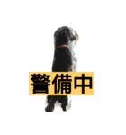 ケンシロウとりーり（個別スタンプ：13）