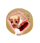 ねこのほっけ（個別スタンプ：1）