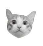 ねこのほっけ（個別スタンプ：3）