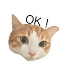 ねこのほっけ（個別スタンプ：4）