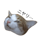 ねこのほっけ（個別スタンプ：7）