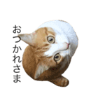 ねこのほっけ（個別スタンプ：8）