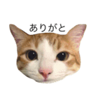 ねこのほっけ（個別スタンプ：9）