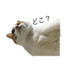 ねこのほっけ（個別スタンプ：10）