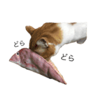ねこのほっけ（個別スタンプ：11）