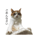 ねこのほっけ（個別スタンプ：13）
