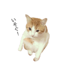 ねこのほっけ（個別スタンプ：14）