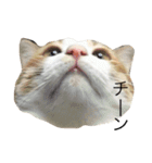ねこのほっけ（個別スタンプ：15）