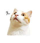 ねこのほっけ（個別スタンプ：16）