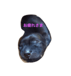 ワンたち（個別スタンプ：1）