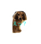 ワンたち（個別スタンプ：5）