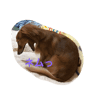ワンたち（個別スタンプ：7）