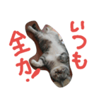 龍馬だよパート③（個別スタンプ：4）