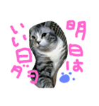 龍馬だよパート③（個別スタンプ：8）