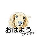 ダックス犬 スケッチ風 でか文字（個別スタンプ：1）
