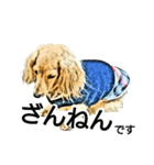 ダックス犬 スケッチ風 でか文字（個別スタンプ：5）