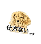 ダックス犬 スケッチ風 でか文字（個別スタンプ：8）