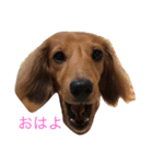 stamp12（個別スタンプ：1）