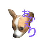 pete's life（個別スタンプ：3）