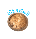 みすけとリちゃん（個別スタンプ：15）