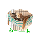 みすけとリちゃん（個別スタンプ：40）