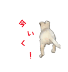 ホワイトシェパードのレオ（個別スタンプ：6）