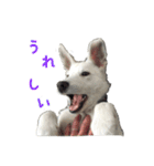 ホワイトシェパードのレオ（個別スタンプ：7）