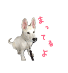 ホワイトシェパードのレオ（個別スタンプ：8）