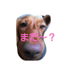 ロゼの一日（個別スタンプ：1）